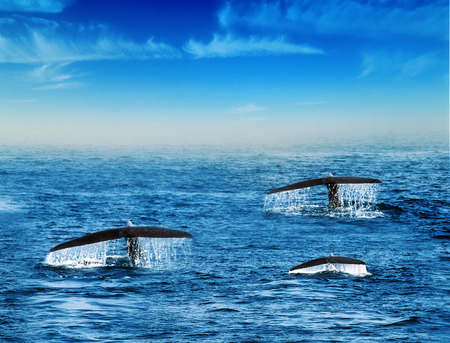 Humpback family whales tail splash and the drop does fall water in background blue sky off the coast of Ceylon, Sri Lanka.の写真素材
