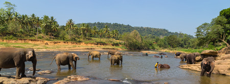 Large elephant herd, Asian elephants swimming playing and bathing in river Sri Lanka, landscape of the jungleの写真素材