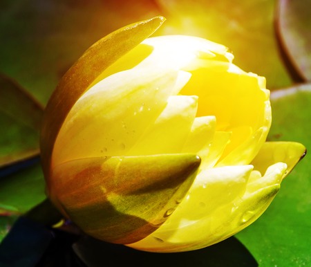 leaves waterlily Tropical lotus flowers water lily flowerの写真素材