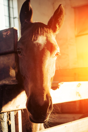 Head of a horse at sunset close-up wooden fenceの写真素材