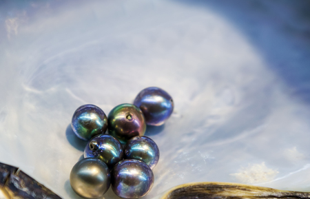 Multicolor natural pearls in mother-of-pearl Seashell background