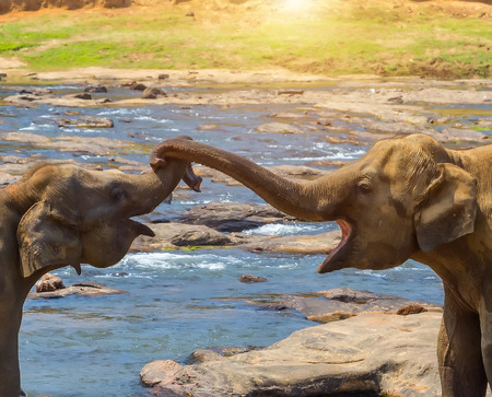 Kissing trunk Elephants family in water of jungle river, Asia elephant kiss in love valentine's day.の写真素材