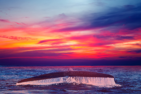 humpback whale tail fluke sunset sky background, Nature composition cloudscapeの写真素材