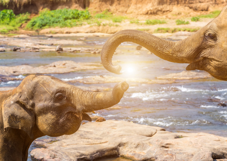 Kissing trunk Elephants hugging love story concept, National Thai Elephant Worldwide Valentine's Dayの写真素材