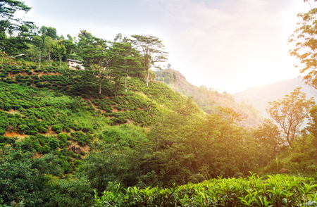 Green tea leaves background, mountain tea bushes plantation in hill near Nuwara Eliya Sri Lankaの写真素材