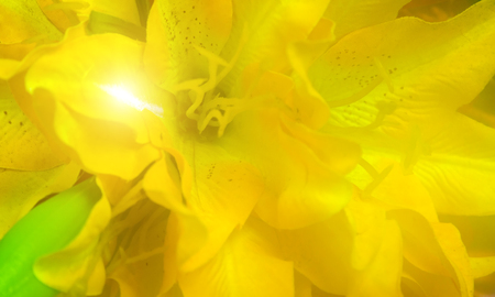 Yellow lily flower nature floral Hemerocallis spring for womens day or mothers dayの写真素材