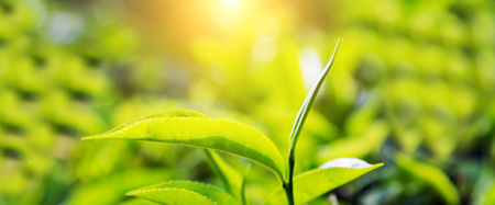 Natural selected, Fresh tea leaves in tea farm, mountain tea bushes plantation in Sri Lankaの写真素材