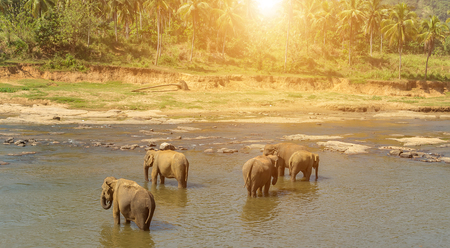 Elephant bath in river jungle sunrise, family Asia Elephant bath in river Ceylon, Pinnawala, Sri Lankaの写真素材