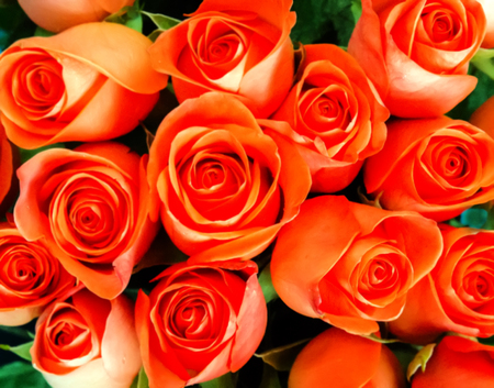 Pink Rose soft colorful smooth blurred textured nature Easter spring flowers, abstract decoration background,  soft focus.の写真素材