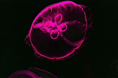 Sea jellyfish underwater light effect violet Background Soft focus off.の写真素材