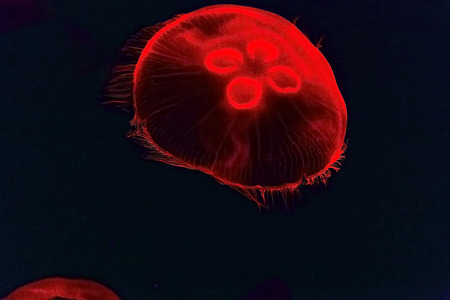 Sea jellyfish underwater light effect. Background Pink Jellyfish. Soft focus off.