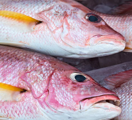 Raw bass and bream fresh fish of pile of ice in fish restaurant