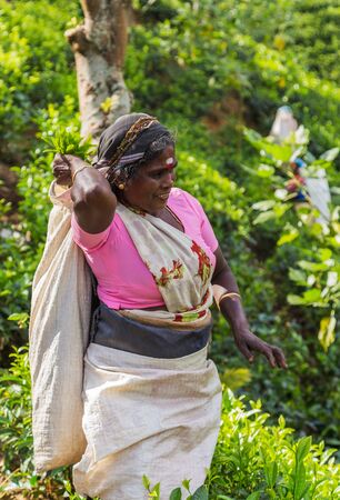 NUWARA ELIYA, SRI LANKA- 05 February 2016: picking tip of green tea leaf by hand. Tea Garden and tea leaf with walking path plantations Sri Lankaのeditorial素材