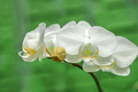 Orchid flower White in tropical spring natural background beauty of natureの写真素材