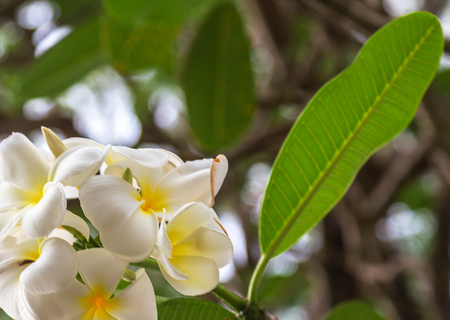 frangipani flower in tropical garden. plumeria flower, tropical flowers stem - spring day for Floral postcard.の写真素材