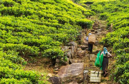 HAPUTALE, SRI LANKA - February 05, 2016: Woman tea picking hand harvesting tea leaves. Tea Pickers in Hills of Sri Lankaのeditorial素材