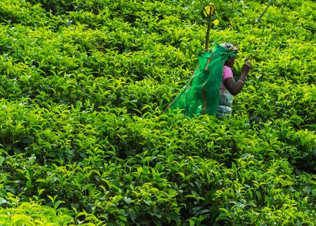 HAPUTALE, SRI LANKA - February 05, 2016: Woman Tea Pickers in Hills of Sri Lankaのeditorial素材