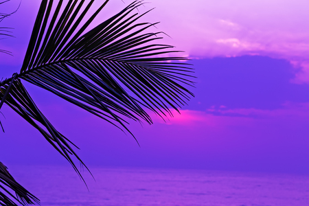 Palm leaf branches or palm coconut tree leaves Summer. Landscape of Tropical sea Sunset Sunbeams. Dawn Or Sunrise. Hot Nature tropical backgroundの写真素材