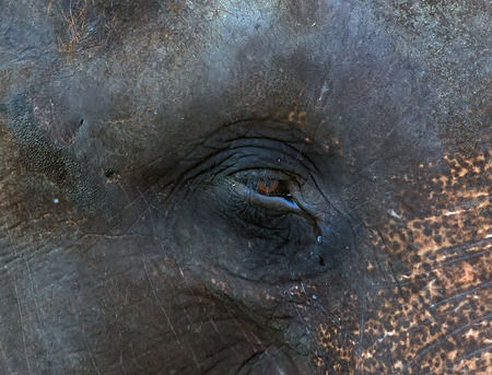 Asia elephant Head portrait face eyes.の写真素材