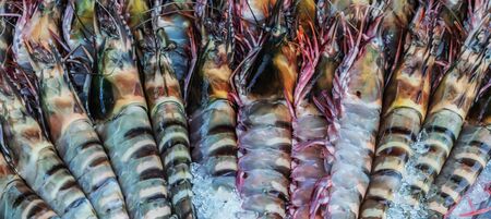 raw tiger prawn of shrimp catch seafood backgroundの写真素材