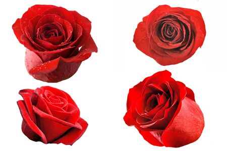 petal red rose flowers set Isolated object On White Background.の写真素材