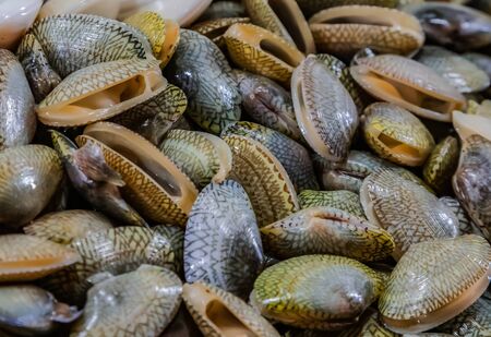 Fresh shellfish conch scallop seashell shell mussel oyster Summer objects collection Raw catch sale fish market backgroundの写真素材