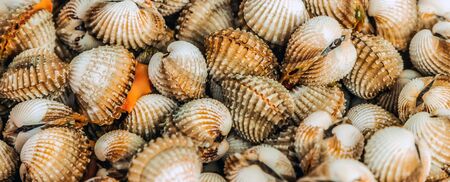 Fresh Ocean cockleshell seashell shell mussel oysterの写真素材