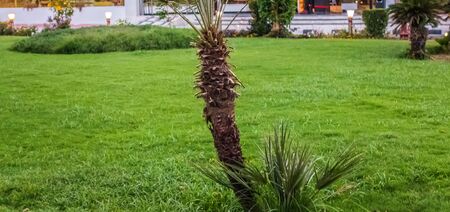 Palm Beach resort landscape travelの写真素材