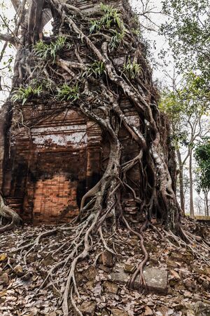 Ancient Wooden Roots of big trees Tower Prasat Pram Temple ruins of Koh Ker Siem Reap Cambodia. Angkor Cities and Temples Khmer architecture monument.の写真素材