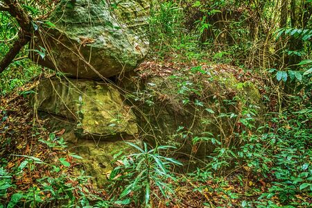 Kbal Spean Jungle liana plant park in Cambodia, located in the Phnom Kulen mountain massif in Siem Reap Province. Tour of Cambodia's jungles.の写真素材