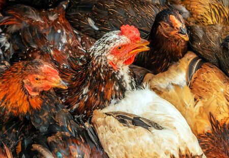 Brown hen Chickens cock portrait bird Life in the village.の写真素材