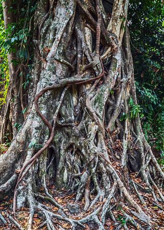 Roots of a strangler fig tree overtake the stone temple complex of Angkor Wat, Cambodiaの写真素材