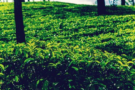 Tea green bush Highlands Sri Lanka. Tea Nuwara Eliya hills valley landscape panoramic view. Green tea bud and fresh leaves. Plantation in Sri Lanka.の写真素材