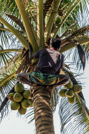 Man Climbing Cocos picker climbs branch harvester harvests coconut palm tree trunk. Sri Lanka King coconut plantation.のeditorial素材