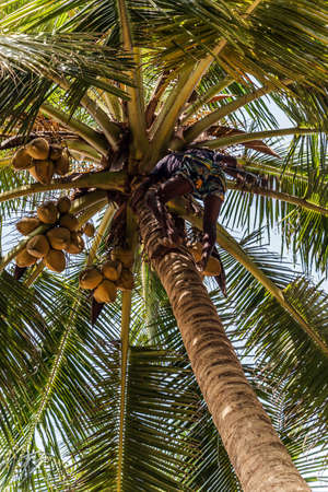 Man Climbing Cocos harvester harvests coconut palm tree trunk. Ceylon Coconut plantation Industry. Coconut trees in Sri Lankaのeditorial素材