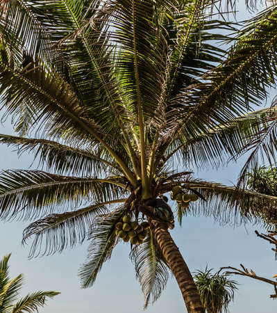 Sri Lanka Golden King coconut plantation. Man Climbing Cocos branch harvester harvests coconut palm tree trunk.のeditorial素材