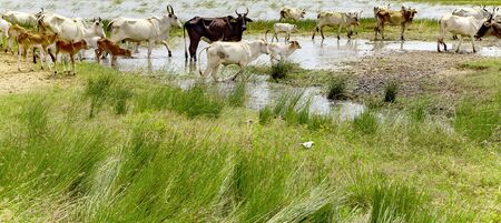 Zebu domestic cattle walking watering place river pasture meadow grass landscapeの写真素材