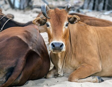 Asian Cows in field. Cows on pasture. Cow herd