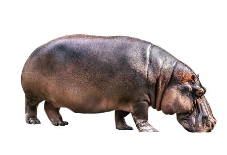 Hippopotamus hippos isolated on white backgroundの写真素材