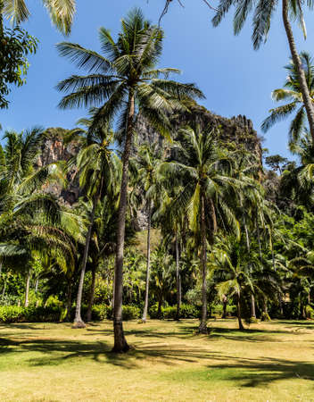 coconut palm trees. Travel background.の写真素材
