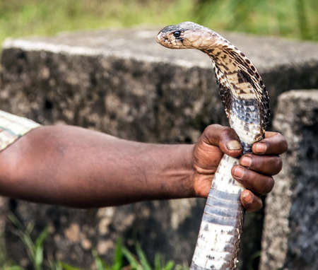 King Cobra Snake Close-up of man is played by cobra charmersの写真素材