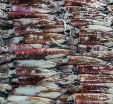 Fresh catch Squid fish on ice on the market seafood