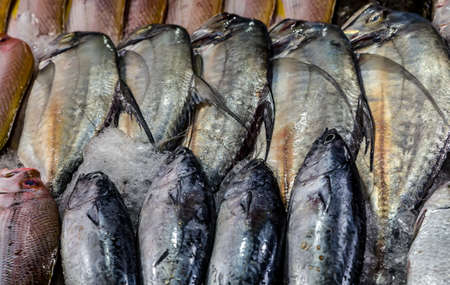 Fresh seafood display tropical raw fish collection catch on Display at Marketの写真素材