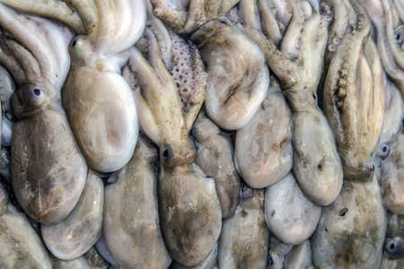 Fresh Squid seafood in fresh market