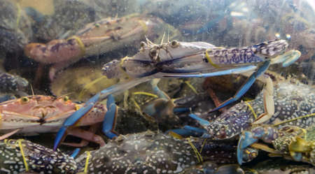 Blue Swimming Crab, Flower Crab swimming underwater glass aquarium tank for sale at seafood market