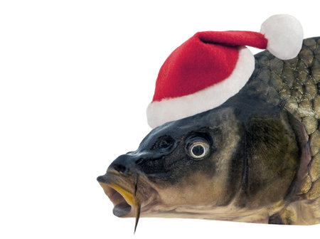 Common Carp fish in Santa hat. Traditional Christmas or New Year Czech festive dinner cuisine isolated on whiteの写真素材