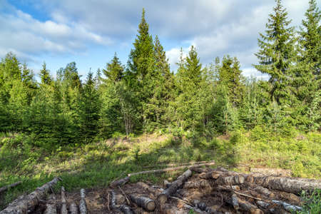 Tree trunk logs. Beautiful nature landscape woodland. Wood lumber industry.