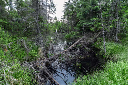 Beautiful forest nature landscape water scenic surface
