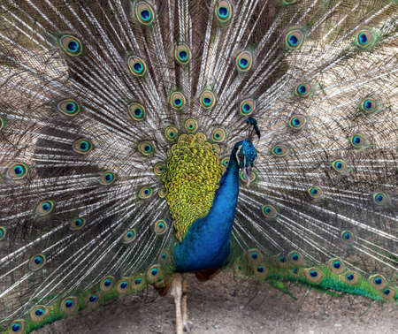 Peacock feather puffed up tail pattern background