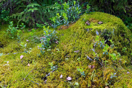 Green moss old stump covered landscape plant. Beautiful nature garden moss ground wallpaper. Fairy ecology green forest park.の写真素材